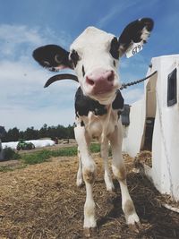 Portrait of cow standing on field