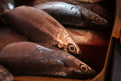 Close-up of fish for sale in market