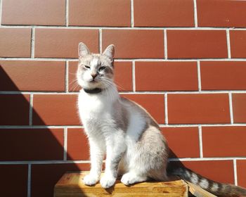 Portrait of cat sitting against brick wall