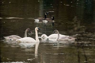 Swans swimming in lake