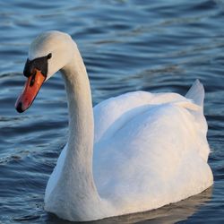 Close-up of swan swimming in lake