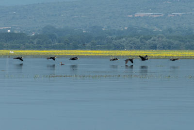 Ducks in a lake