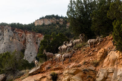 Sheep on rock by trees against sky