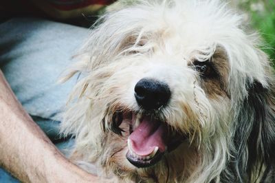 Close-up portrait of dog