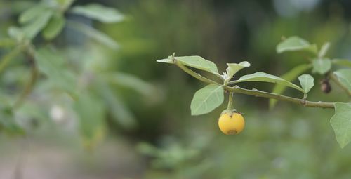 fruit