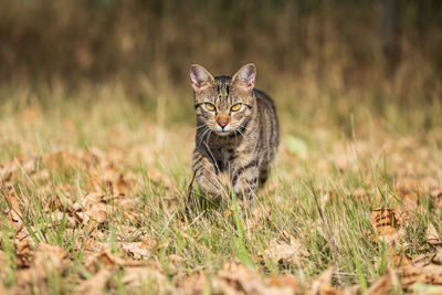 Portrait of cat on field