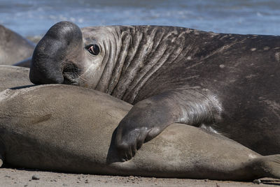 Close-up of seal lying on rock