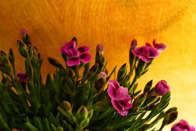 Close-up of pink flowering plants