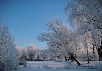 Bare trees on snow covered landscape