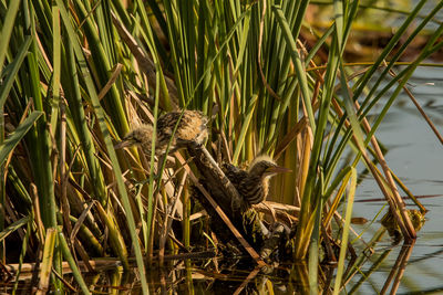 View of a bird in a lake