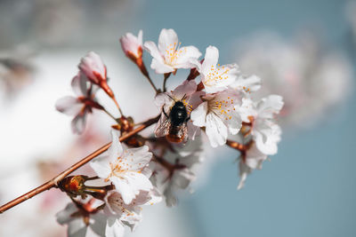 Close-up of bee on cherry blossom