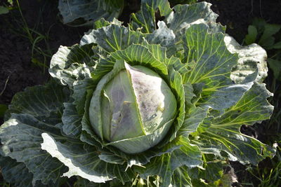 High angle view of vegetables on plant