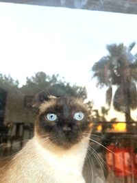 Close-up portrait of a cat