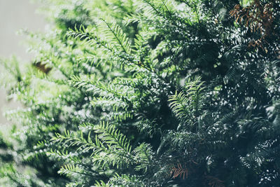 Pine tree with leaves