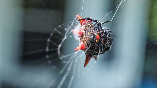 Close-up of spider on web