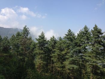 Low angle view of trees against sky