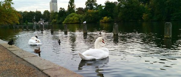 Swans swimming in lake