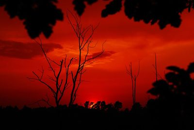 Silhouette plants against dramatic sky during sunset