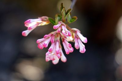 Close-up of pink flowers