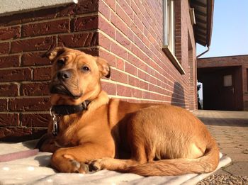 Close-up of dog relaxing outdoors