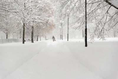 Bare trees on snow covered landscape