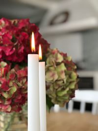 Close-up of illuminated candles on plant