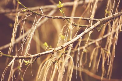 Close-up of plant against blurred background