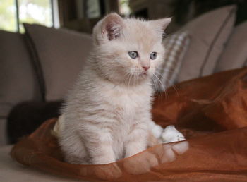 Portrait of cat resting on sofa