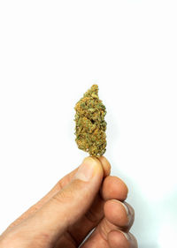 Close-up of hand holding plant against white background