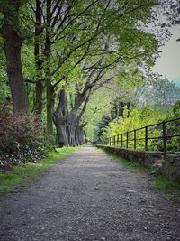 Road amidst trees in forest