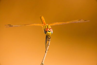 Close-up of dragonfly on plant