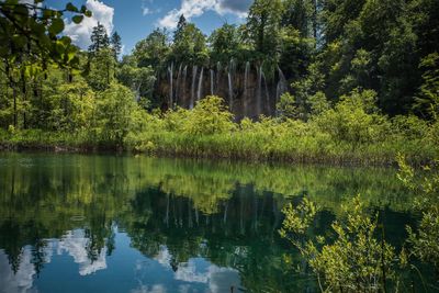 Scenic view of lake against trees in forest