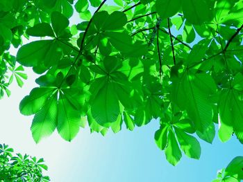 Low angle view of tree against sky