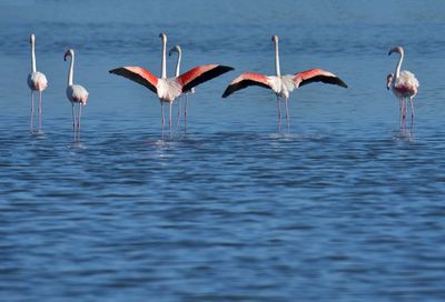 Flock of birds in the sea