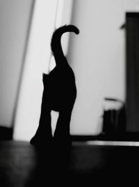 Silhouette woman standing against curtain at home