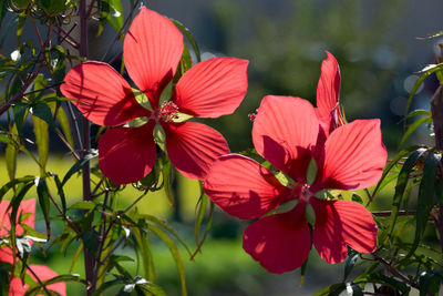 Close-up of multi colored flowers blooming outdoors