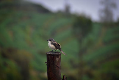 Close-up of bird perching on wood