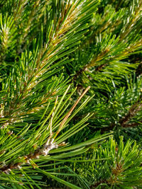 Close-up of pine tree