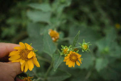 Close-up of hand holding yellow flowering plant