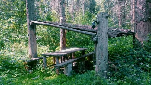 View of trees in forest