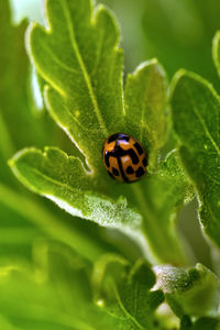 Close-up of ladybug on leaf