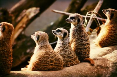 View of meerkat in zoo