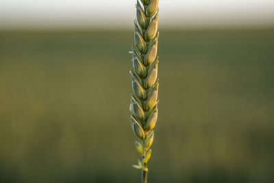 Close-up of plant