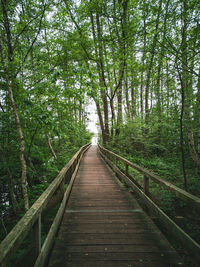 Footbridge amidst trees in forest