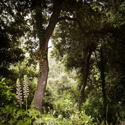 Trees in forest