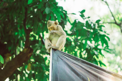 Low angle view of an sitting on tree