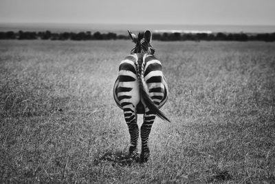 Rear view of zebra on field