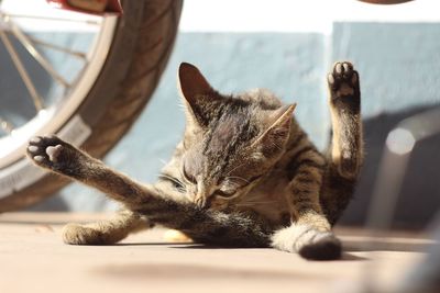 Close-up of a cat