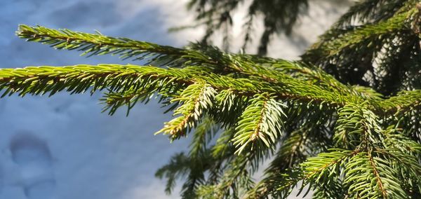 Low angle view of palm tree