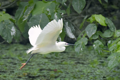 White bird flying